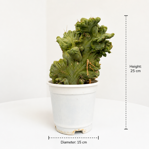 Trichocereus bridgesii forma monstrose inermis cristata