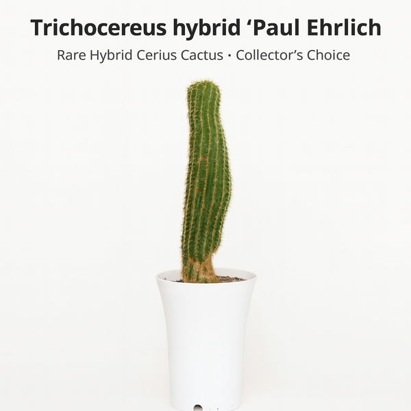 Trichocereus hybrid ‘Paul Ehrlich’