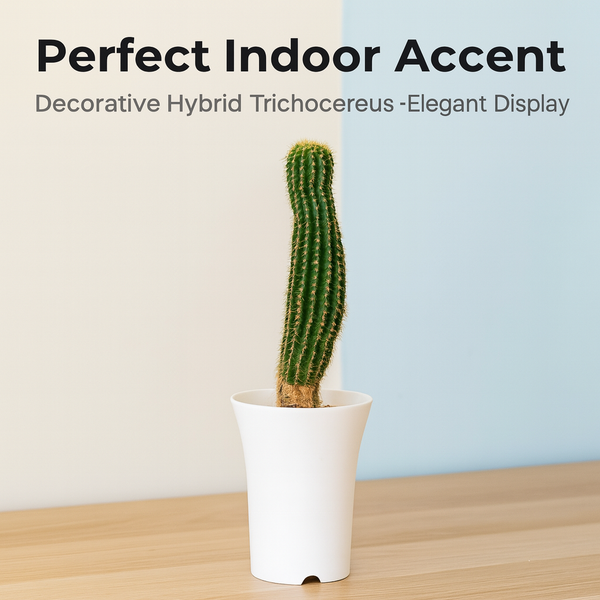 Trichocereus hybrid ‘Paul Ehrlich’