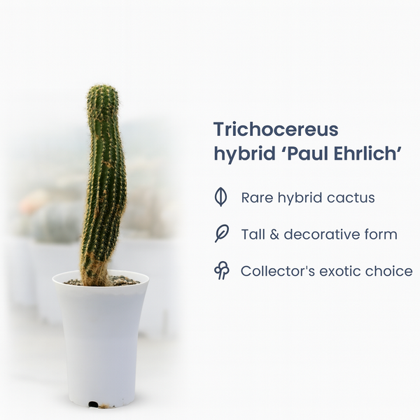 Trichocereus hybrid ‘Paul Ehrlich’