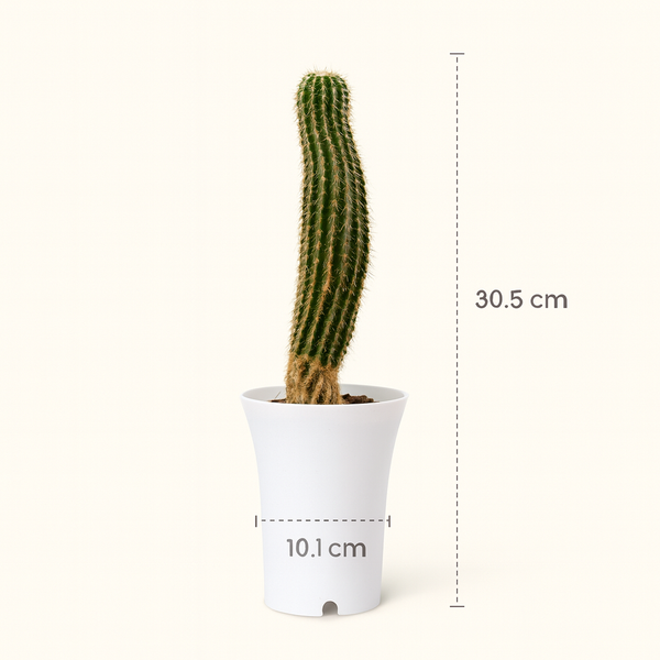 Trichocereus hybrid ‘Paul Ehrlich’