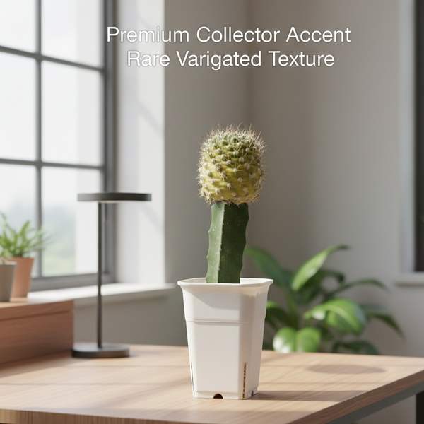 Turbinicarpus lophophoroides variegated