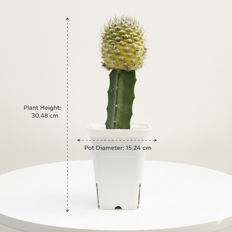 Turbinicarpus lophophoroides variegated