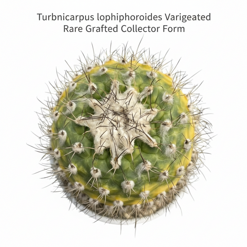 Turbinicarpus lophophoroides variegated