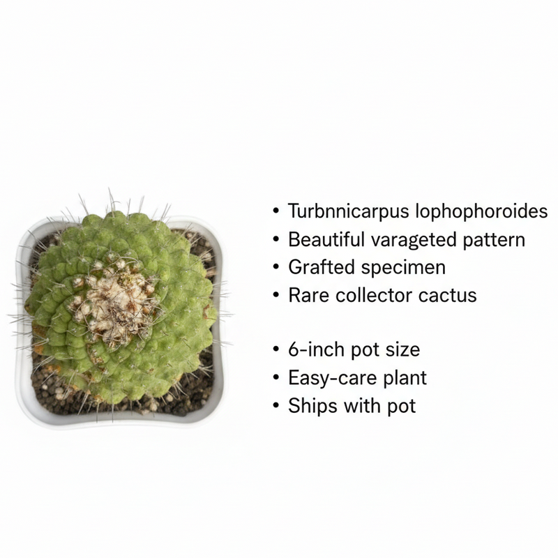 Turbinicarpus lophophoroides variegated