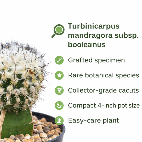 Turbinicarpus mandragora subs. booleanus