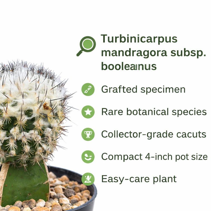 Turbinicarpus mandragora subs. booleanus