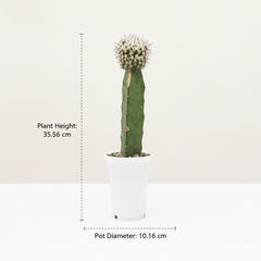 Turbinicarpus mandragora subs. booleanus
