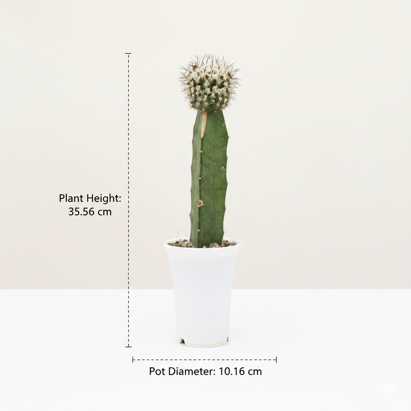 Turbinicarpus mandragora subs. booleanus