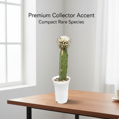 Turbinicarpus mandragora subs. booleanus