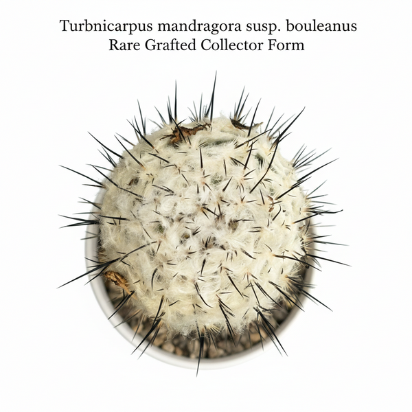 Turbinicarpus mandragora subs. booleanus