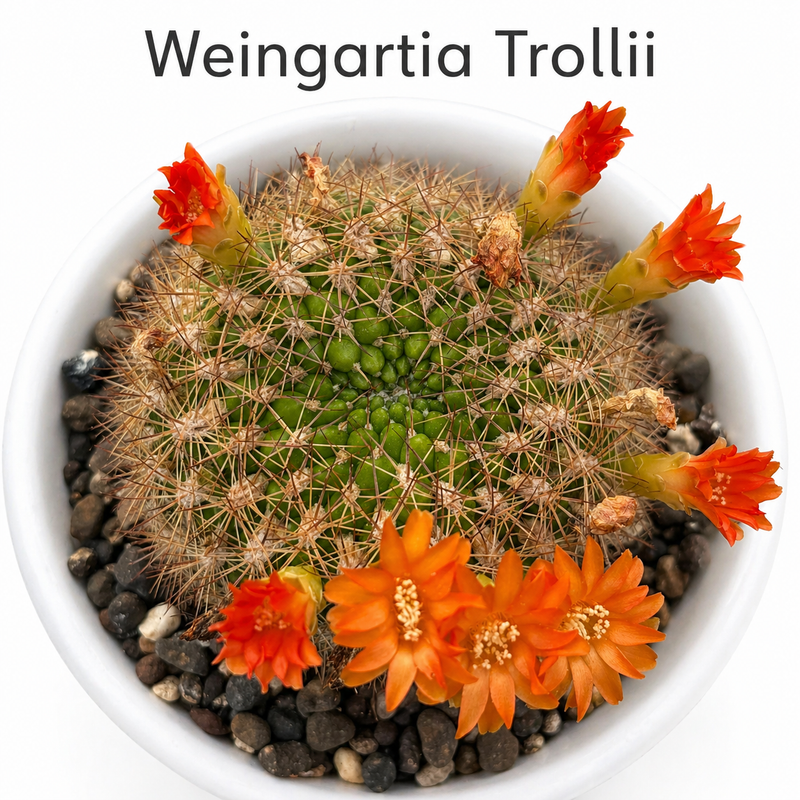 weingartia trollii