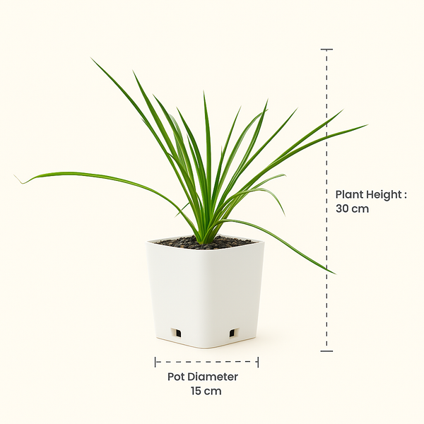 Yucca Linearifolia variegated