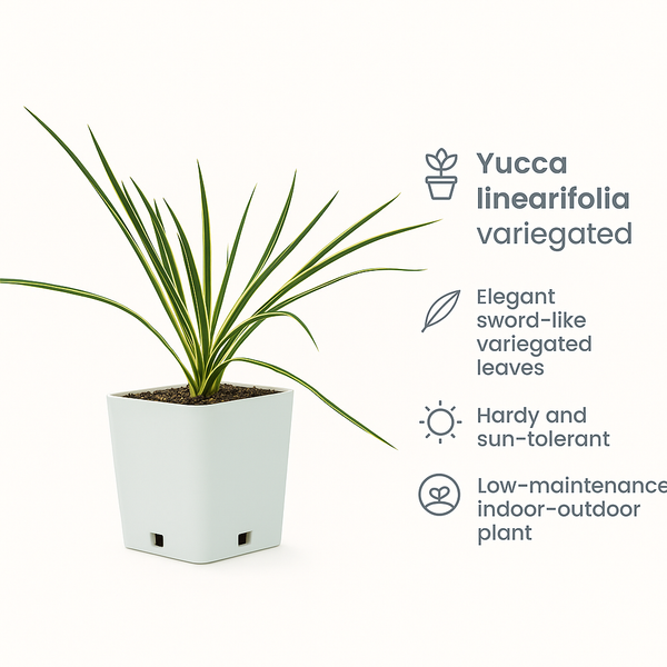 Yucca Linearifolia variegated