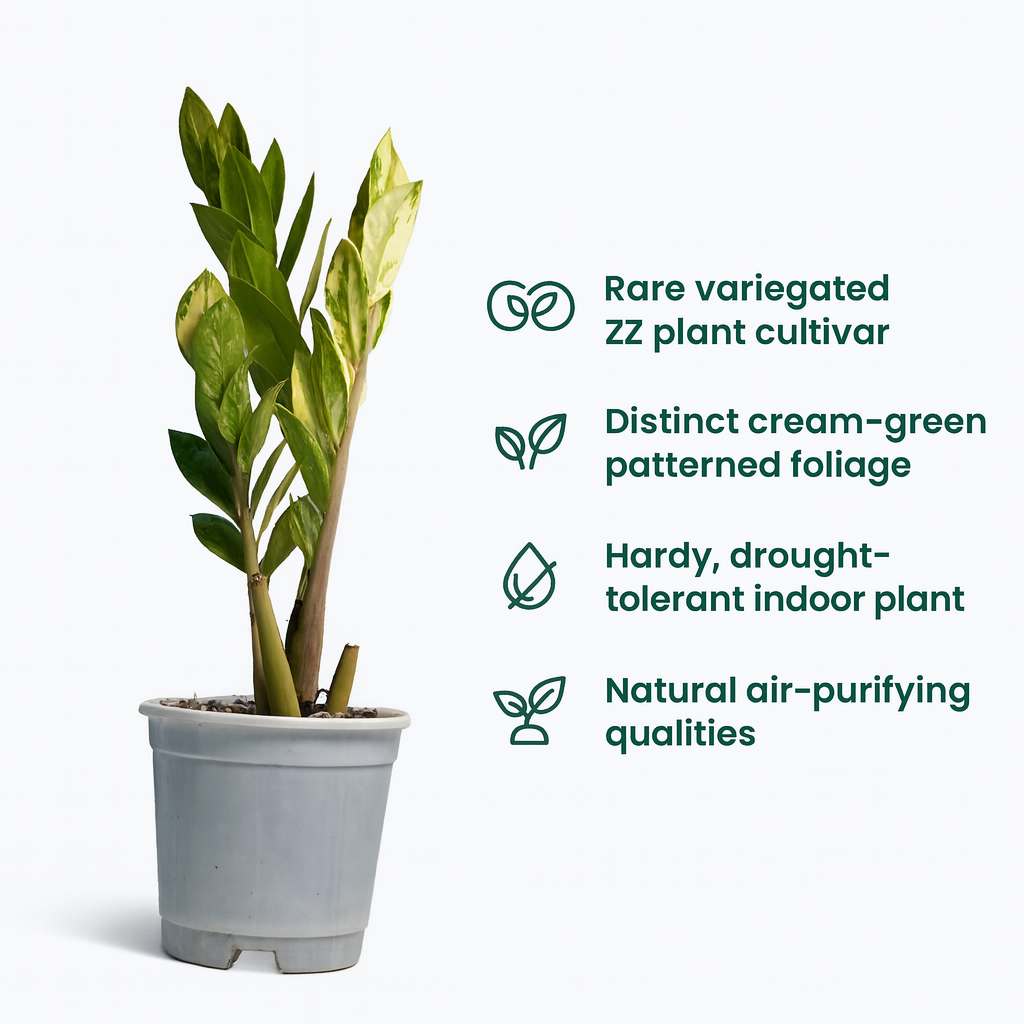 zz plant air quality Buy ZZ Plant Variegated – Rare Air Purifying Indoor Plant – Samarth Cactus Nursery