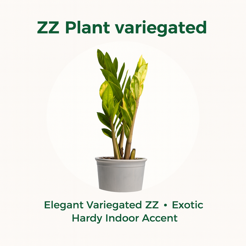ZZ Plant Variegated