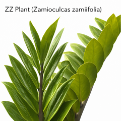 ZZ Plant
