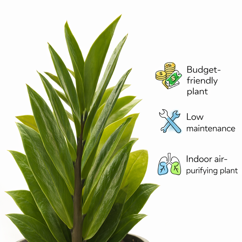 ZZ Plant