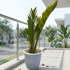 ZZ Plant