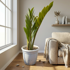 ZZ Plant