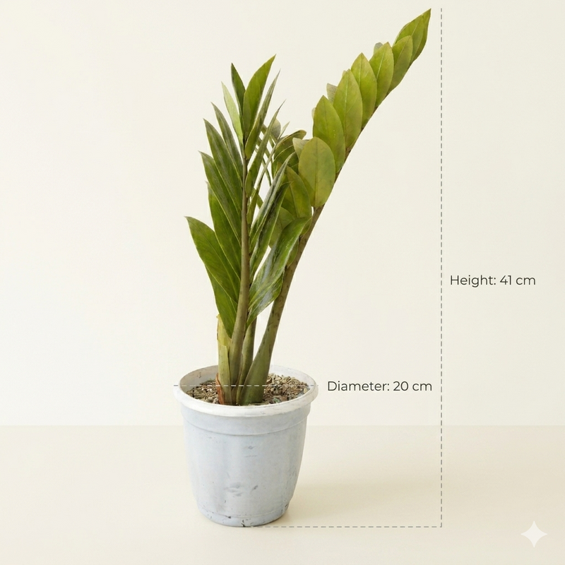 ZZ Plant