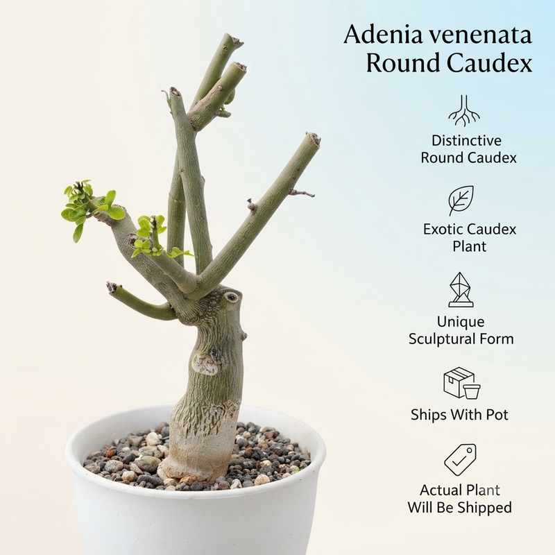 Adenia Venenata Round Caudex