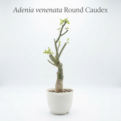 Adenia Venenata Round Caudex
