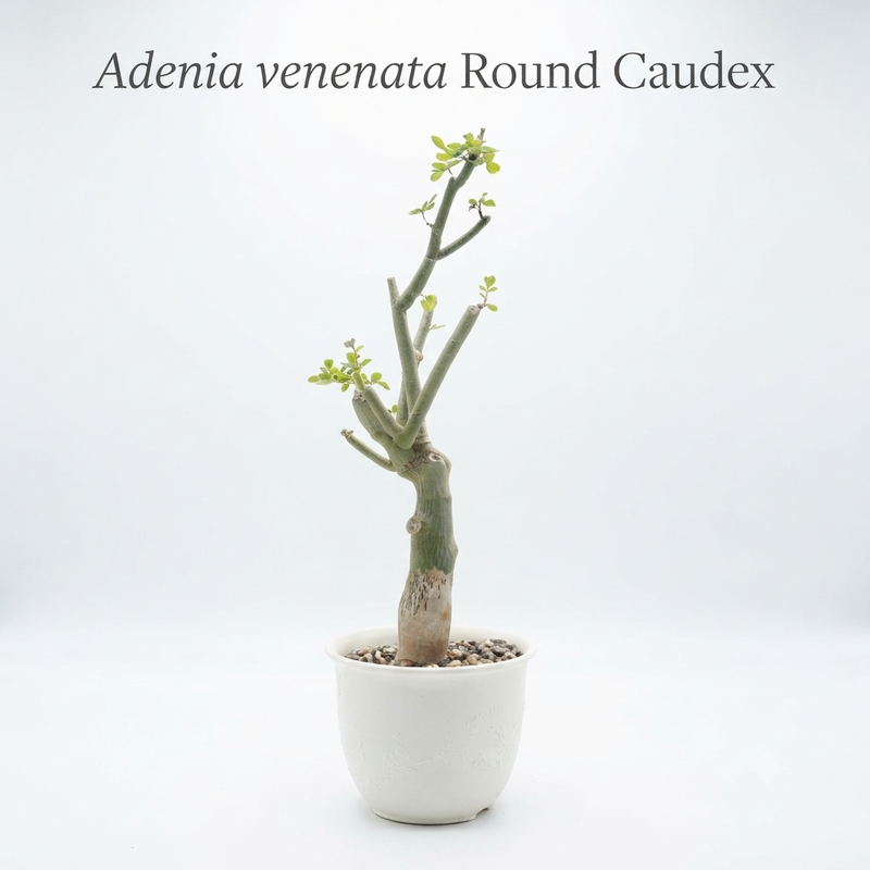 Adenia Venenata Round Caudex