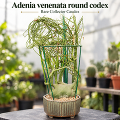 Adenia Venenata Round Caudex