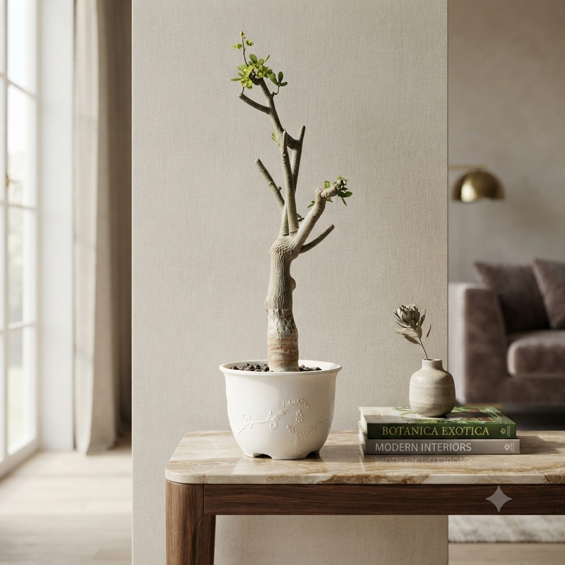 Adenia Venenata Round Caudex