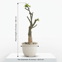 Adenia Venenata Round Caudex
