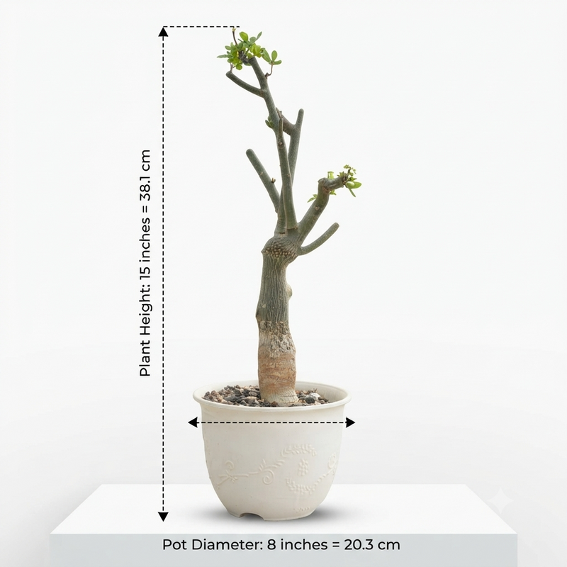Adenia Venenata Round Caudex