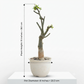Adenia Venenata Round Caudex