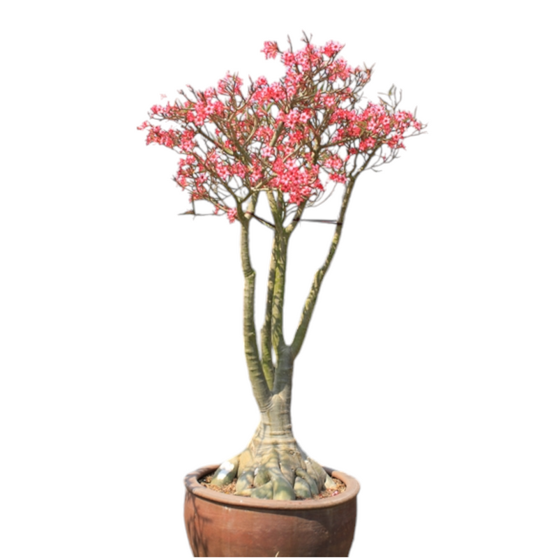 Adenium crispum hybrid caudex live plant