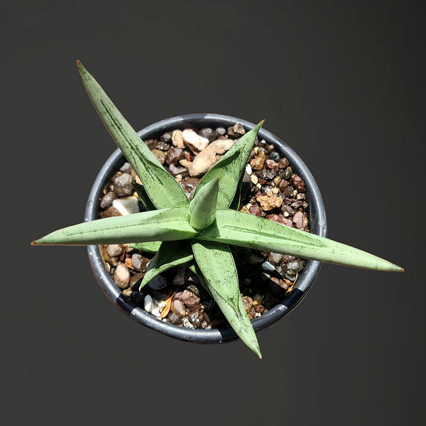 Sansevieria Silver Crow snake plant in pot
