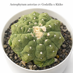 astrophytum asterias cv godzilla x kkiko