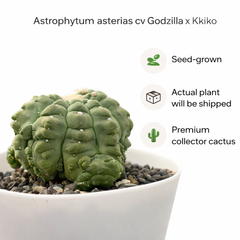 astrophytum asterias cv godzilla x kkiko