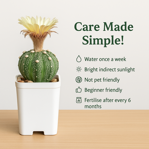 Close-up of dense white mosaic flecking on a mature Superkabuto cactus specimen