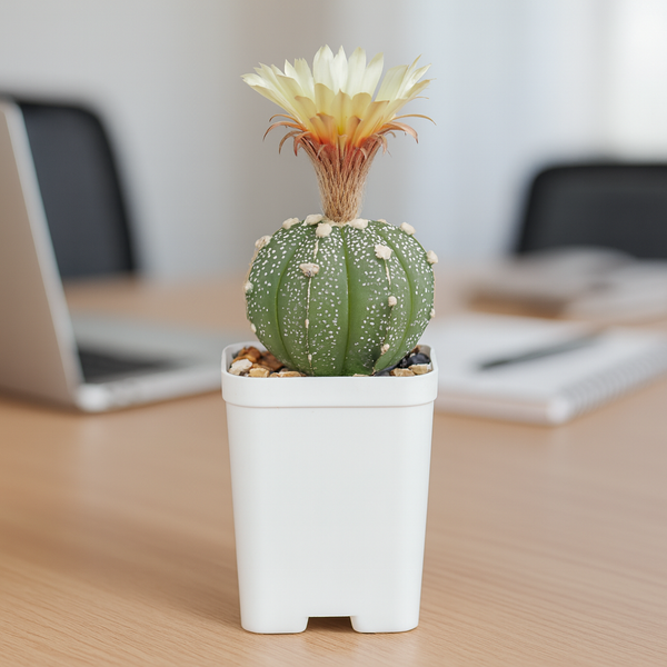 Astrophytum asterias cv superkabuto