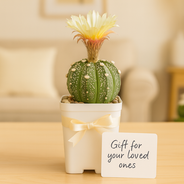 Astrophytum asterias cv superkabuto