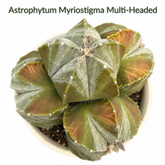 astrophytum myriostigma multi headed