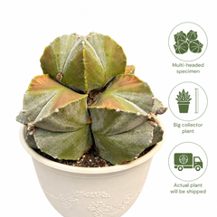 astrophytum myriostigma multi headed