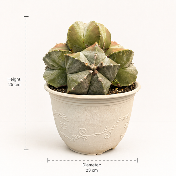astrophytum myriostigma multi headed