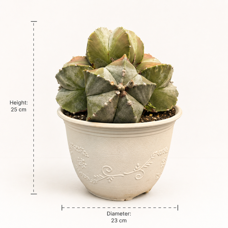 astrophytum myriostigma multi headed