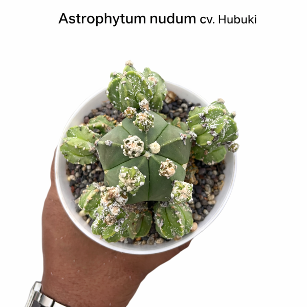 Astrophytum nudum cv hubuki