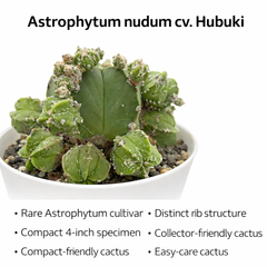 Astrophytum nudum cv hubuki