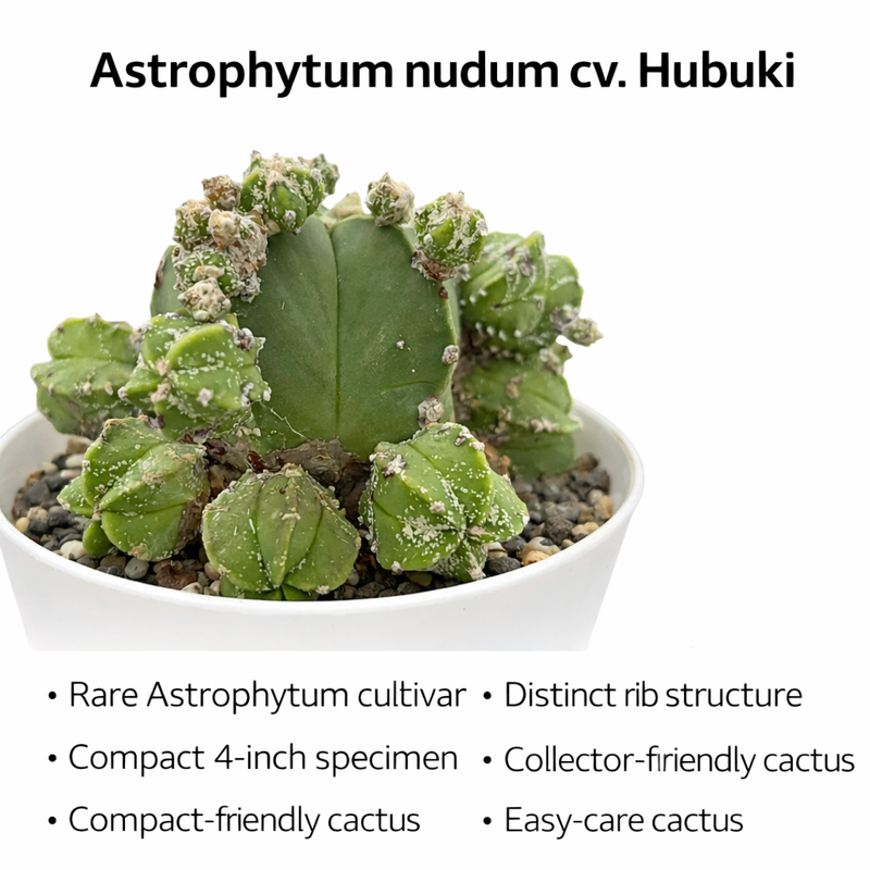 Astrophytum nudum cv hubuki