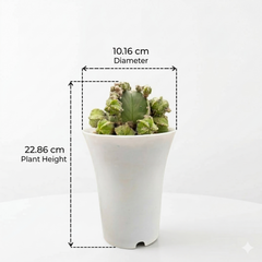 Astrophytum nudum cv hubuki