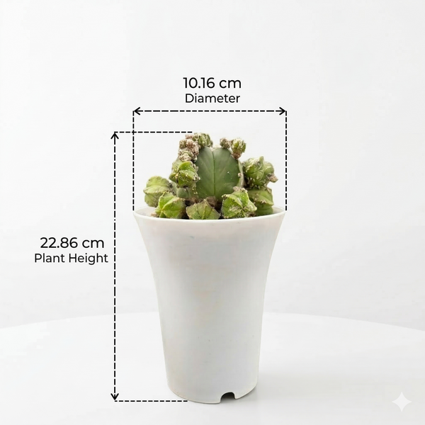 Astrophytum nudum cv hubuki