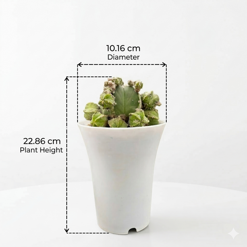 Astrophytum nudum cv hubuki